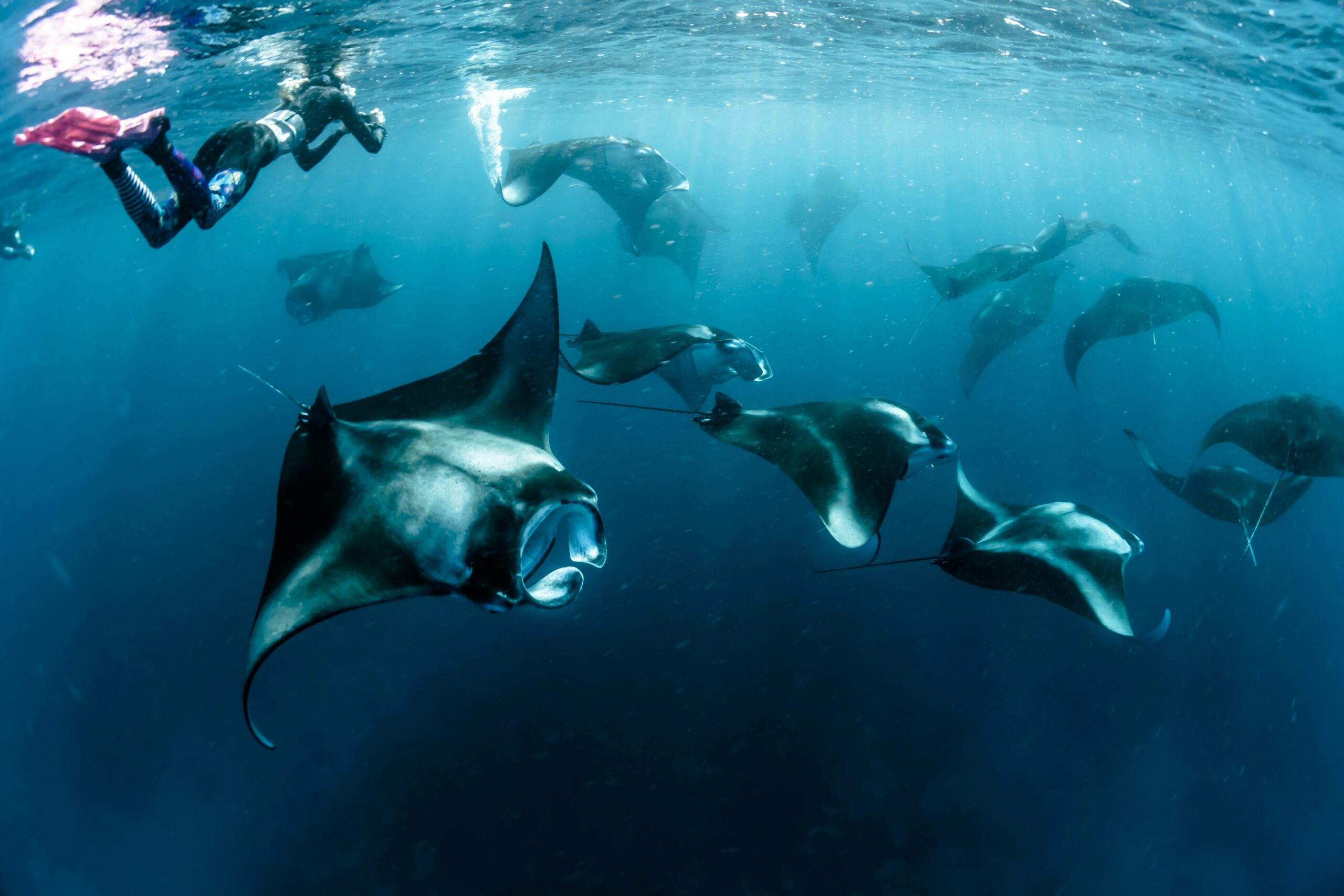 World famous manta rays in maldives