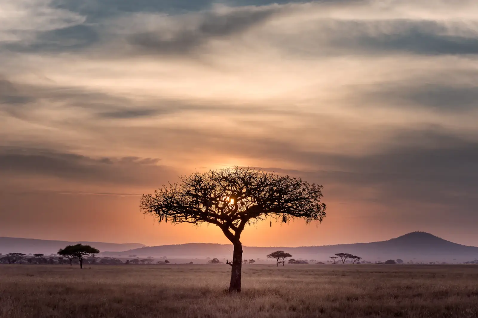 Acacia trees silhouetted against a warm savanna sky